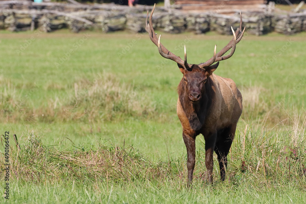 Poster selective of a male elk (cervus canadensis) in a field