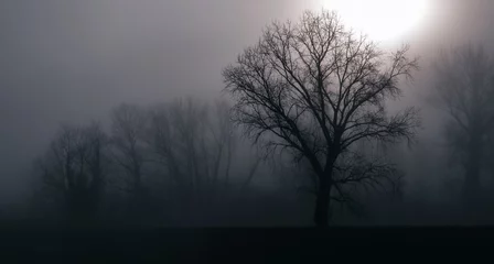  Silhouet van kale bomen tegen een wazig landschap © Iggy Photography/Wirestock