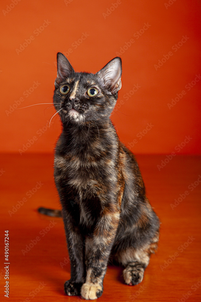 Poster Vertical closeup of a cute tortoiseshell cat