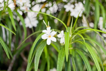 Keuken spatwand met foto Closeup of plumeria flower in a garden © Carlene Thomas/Wirestock