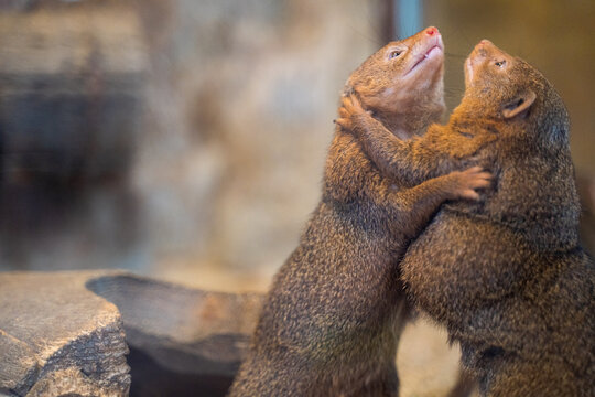 Two mongoose on wild