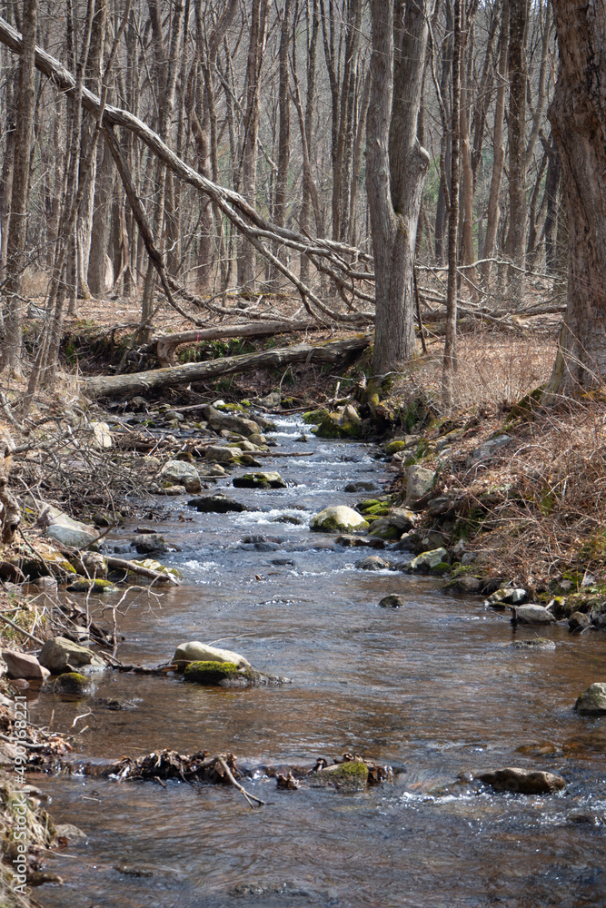 Canvas Prints Vertical shot of small river with dead trees in jungle