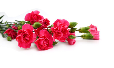 Fototapeta premium Stack Carnation flowers on white background