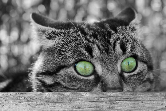 Ein lustiger &uuml;berraschter Blick von einer Katze