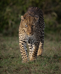 A leopard in the Maasai Mara, Africa 