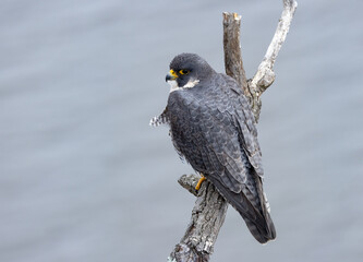 A peregrine falcon over the Hudson River 