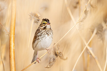 Closeup shot of the Corn Bunting bird settled on the branch on the beige background - obrazy, fototapety, plakaty