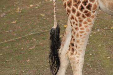 Closeup of a giraffe's tail