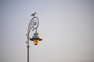 Close up of Bird seagull standing on old vintage street lamp. 