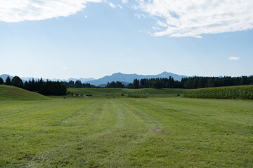 Beautiful shot of a plain greenfield and trees