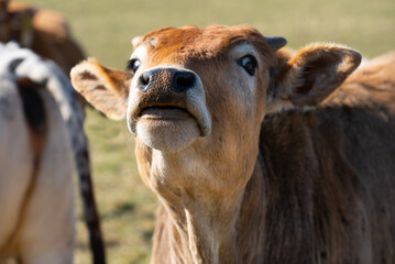 Close up of the head of a young brown zebu curiously craning his head and snout upwards - obrazy, fototapety, plakaty