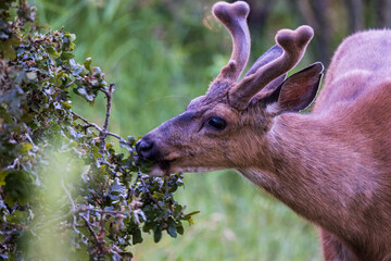 Deer Buck in Velvet eating oak leaves © Db6/Wirestock