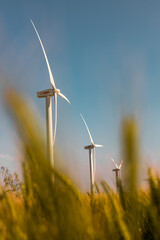 wind turbine in a field of wheat