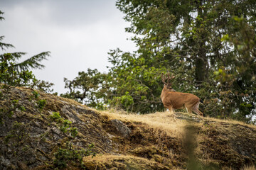 Deer Buck in Velvet in wilderness © Db6/Wirestock