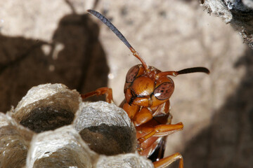 Closeup of an ant looking at the camera