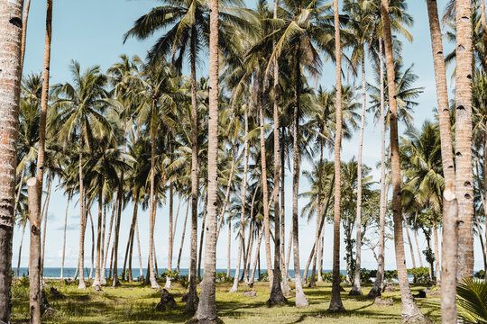 Beautiful view of a beach with palm trees in Cebu, Bantayan