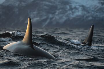 Dorsal fins of two orca whales swimming in the ocean