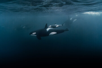 Vue panoramique sur le magnifique bébé orque dans l& 39 océan