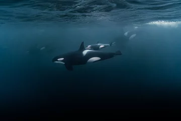 Fotobehang Orca Schilderachtig uitzicht op de prachtige baby-orka in de oceaan