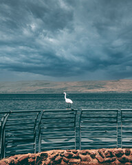 view from sea of galilee with beard