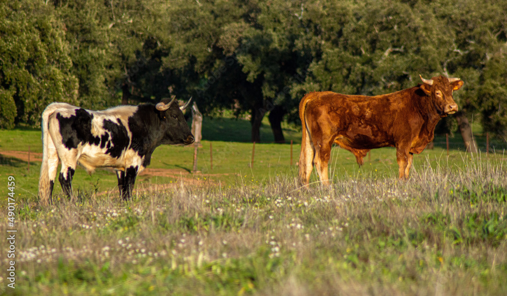 Poster Cows standing on a farm during the daytime