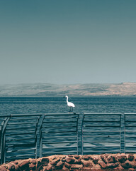 view from sea of galilee with beard
