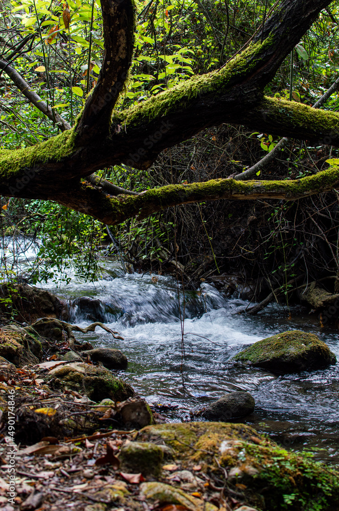 Wall mural Vertical shot of a river in a forest