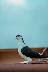 pigeon on the roof