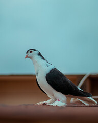 pigeon on the roof
