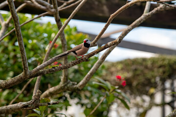 red headed woodpecker