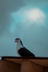 pigeon on the roof