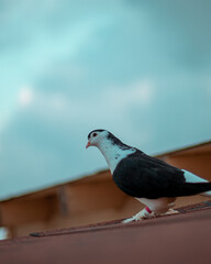 pigeon on the roof