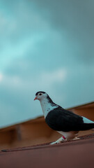 pigeon on the roof
