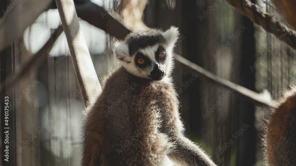 Poster closeup shot of subfossil lemur with blurred background