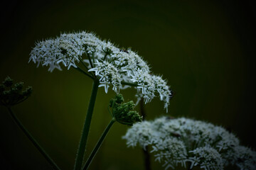 Blooming wild carrot in a forest - obrazy, fototapety, plakaty