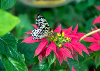 butterfly on flower