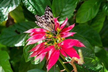 butterfly on flower