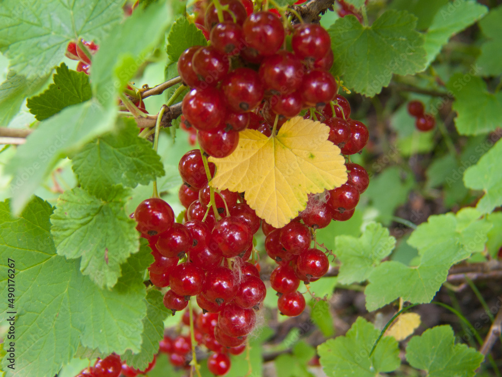 Poster Branch of red currant berries in the garden