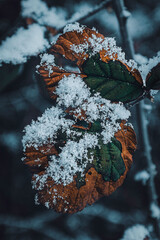 Snowflakes on blueberry leaves