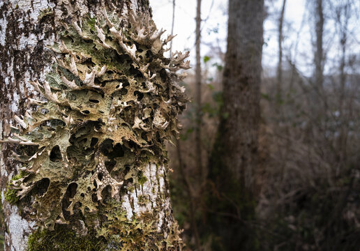 Closeup shot of Oak Lungwort lichen