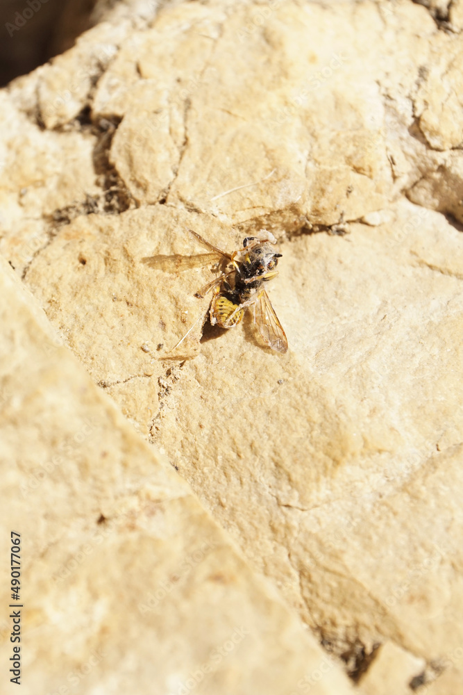 Poster Wasp on a stone in Patones, Spain