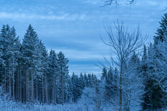 Beautiful view of a forest covered in snow in Deister, Lower Saxony, Germany