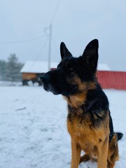 german shepherd dog on the snow