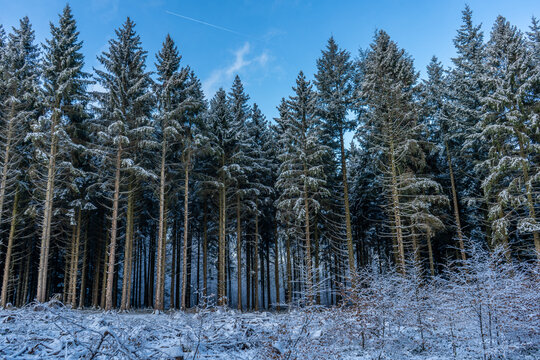 Beautiful view of a forest covered in snow in Deister, Lower Saxony, Germany