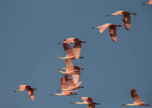 Everglade spoonbills flying over blue sky