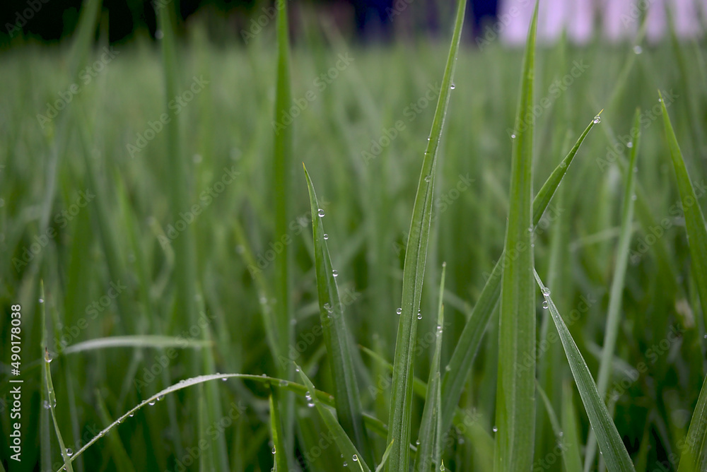 Canvas Prints Close-up shot of the grass in the rice field.