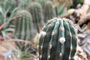 Close-up shot of some growing cacti.