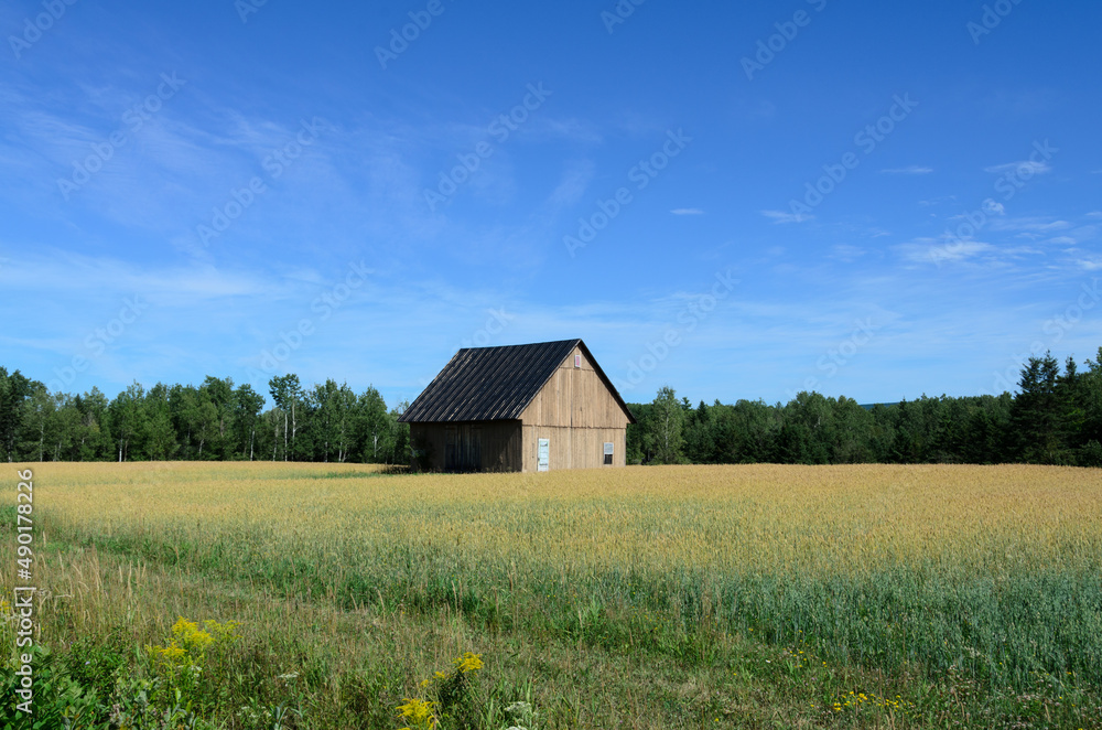 Sticker single farmhouse in the middle of a field with crop and a forest on the back