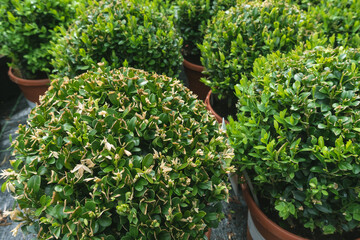 Young buxus sempervirens deco ball in garden nursery center. Ornametal box plant or boxwood in...