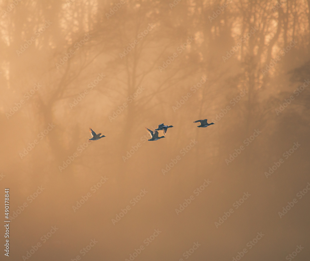 Poster Flock of flying birds on a foggy forest during sunrise